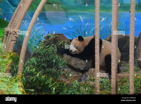 Cute giant pandas at Hangzhou Zoo, Hangzhou City, east China's Zhejiang ...