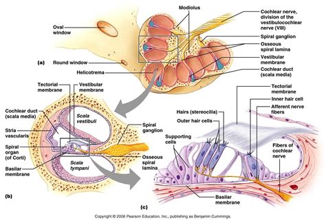 Organ Of Corti - Health, Medicine and Anatomy Reference Pictures | Basic anatomy and physiology ...