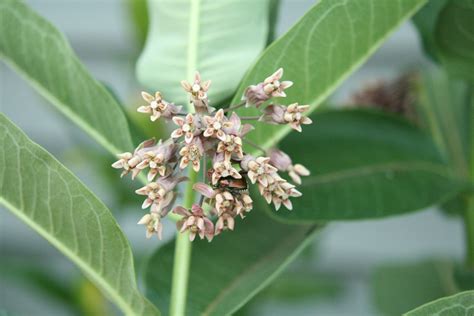 Cheesehead Gardening: Japanese Beetle Control