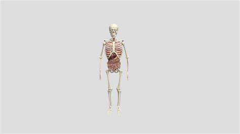 Animated Human Body Anatomy - 3D model by achogle [549c8dc] - Sketchfab