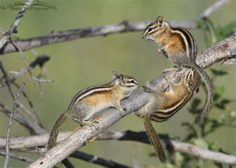 Three Least Chipmunks playing on a branch – Mia McPherson's On The Wing ...