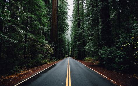 nature, Forest, Trees, Road Wallpapers HD / Desktop and Mobile Backgrounds