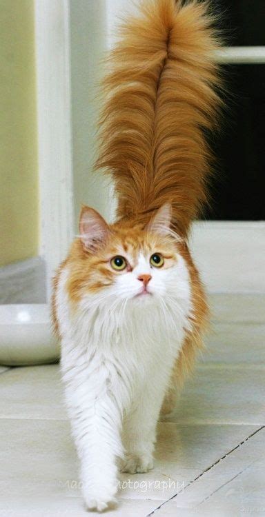 cats- Beautiful feathered tail. In case you havent noticed, I love cats! | Cute animals, Pretty ...