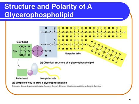 PPT - Chapter 15 Lipids PowerPoint Presentation, free download - ID:933090