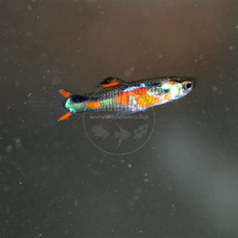 Poecilia wingei "Red Chest Endler" N-Class - Shop MiniWaters.FISH ...