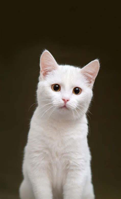 Beautiful Cat Images, Most Beautiful Cat Breeds, Kittens Cutest, Cats ...