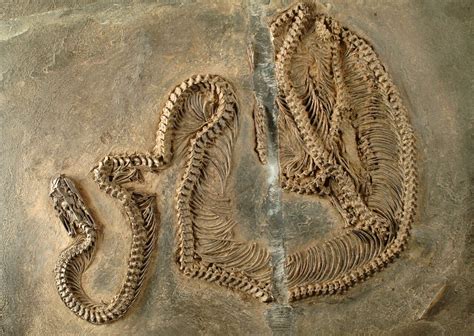 This 48-million-year-old fossil was unearthed and found an insect ...