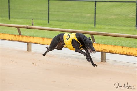 Need For Speed: Daytona On Track For Cup Test - Greyhound Recorder