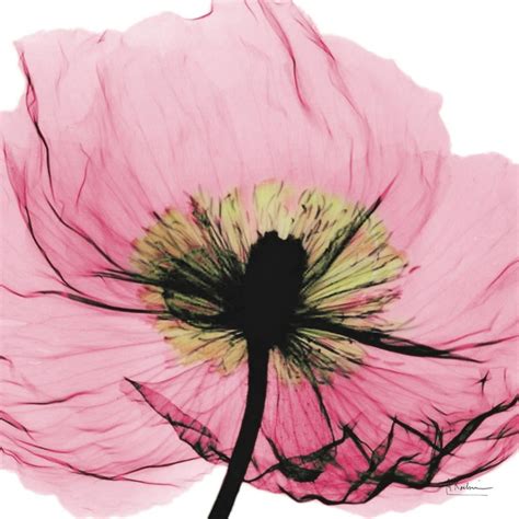 Poppy Pink Flower X-Ray Photography Print Wall Art By Albert Koetsier - Walmart.com