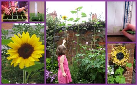 Sunflower activities - NurtureStore