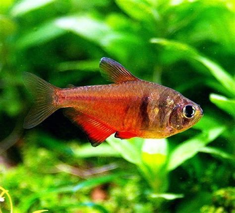 Flame Tetra: A Comprehensive Guide To Care, Breeding, And More - Aquarium Fish Source