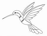 Hummingbird Coloring Pages sketch template