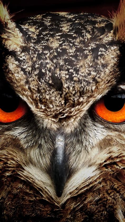 2160x3840 Owl Eagle Eyes Sony Xperia X,XZ,Z5 Premium ,HD 4k Wallpapers ...