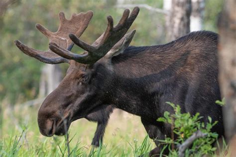 The Complete Guide to Wildlife Viewing in Banff National Park