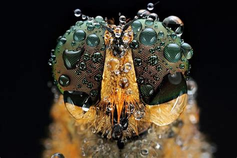 Magnificent macro photos of insect eyes photographed by Shikhei Goh in Batam, an island of the ...