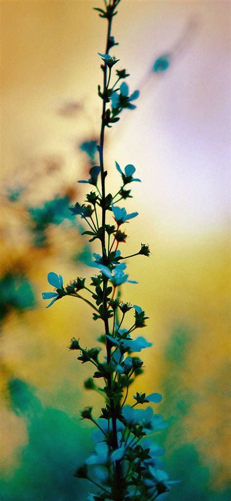 Blue flower sunny bright day bokeh iPhone X Wallpapers Free Download