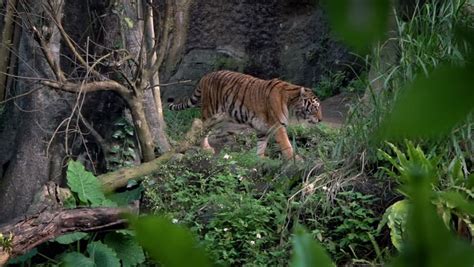 Tiger walking in habitat image - Free stock photo - Public Domain photo ...