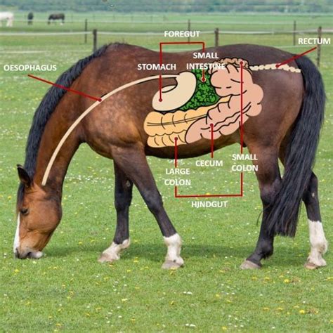 Explore Equine Digestion: From Mouth to Hindgut