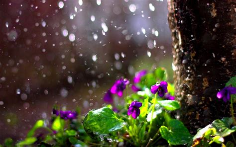 🔥 [80+] Rainy Spring Desktop Wallpapers | WallpaperSafari