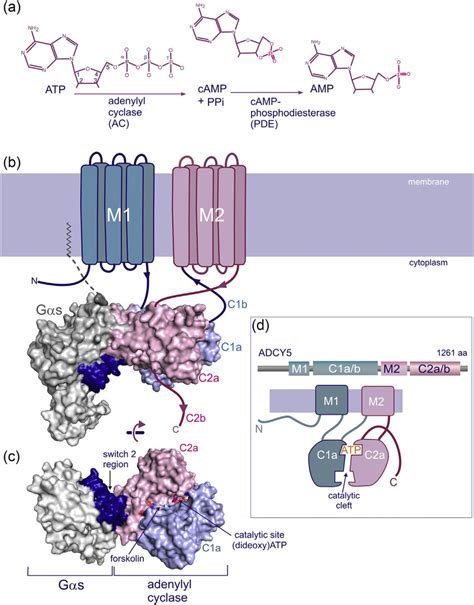 Domain architecture and topology of adenylyl cyclase. (a) Adenylyl ...