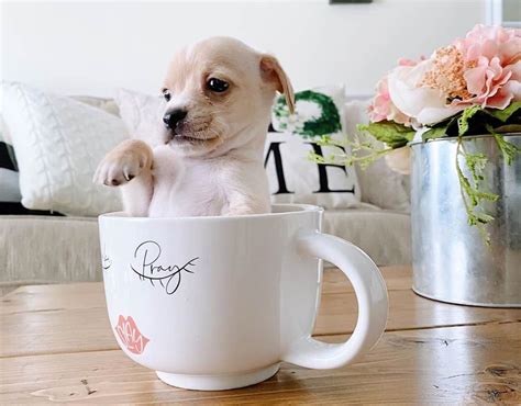 Teacup Chihuahua: 15 Things You Need to Know About