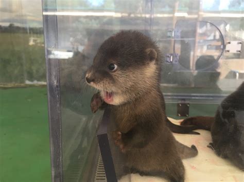 Baby otter sees somethinh : aww