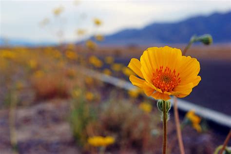 Death Valley Superbloom 400 Photograph by Daniel Woodrum - Fine Art America