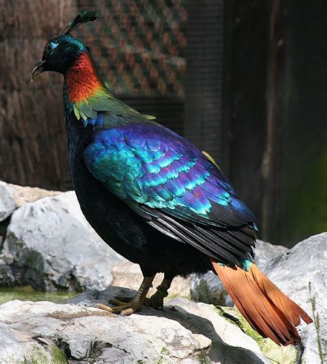 Himalayan monal - nipodar