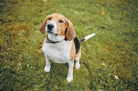 How To Stop A Beagle Barking - The Quick & Easy Way