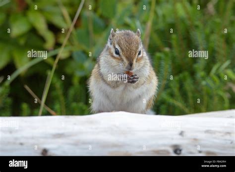 Chipmunks. Wildlife of the northern part of Sakhalin Island, Russia. Landscapes, seascapes ...