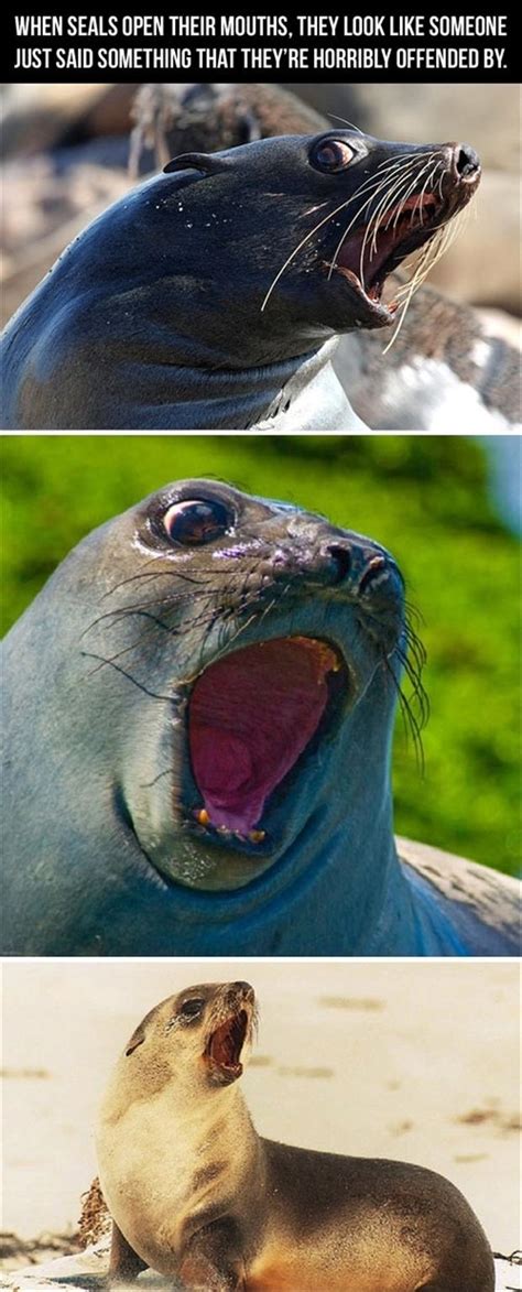 funny seals - Dump A Day