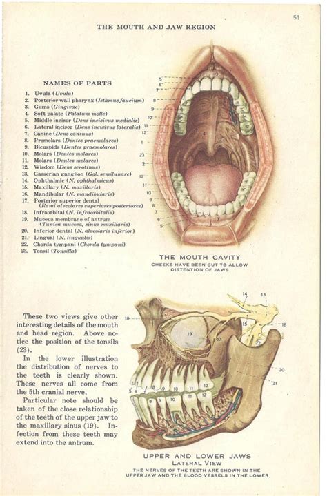 Medical Anatomy Illustration Human Mouth and by TinkersEphemera