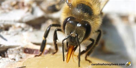 What do Bees Eat? - (Bee Diet) 🐝 - Carolina Honeybees (2023)