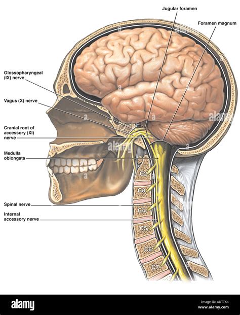 Parts Of The Brain And Cranial Nerves | sexiezpix Web Porn