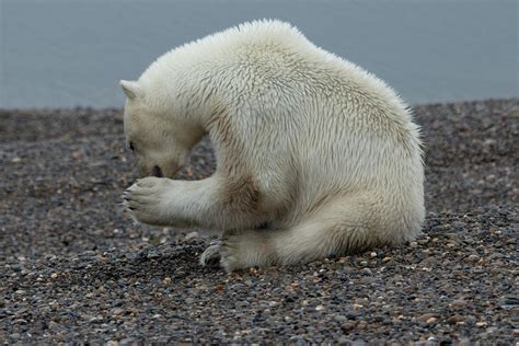 Polar Bear Grooming Photograph by James Williams - Fine Art America