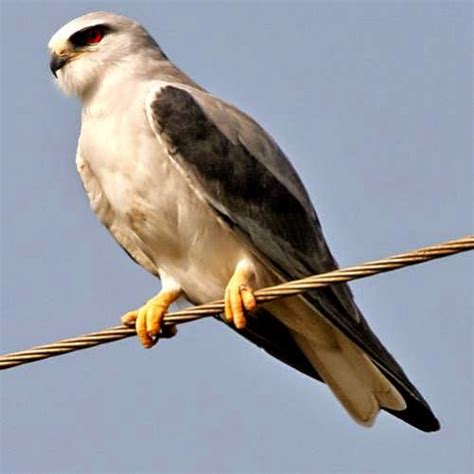 Black-winged kite | Birds of India | Bird World