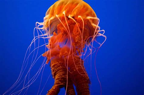 Jellyfish Symbolism (7 Meanings) – Dreams & Spirit Animals