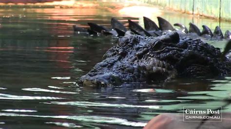 Cassius: World's Largest Crocodile in Captivity, Green Island, Australia - YouTube