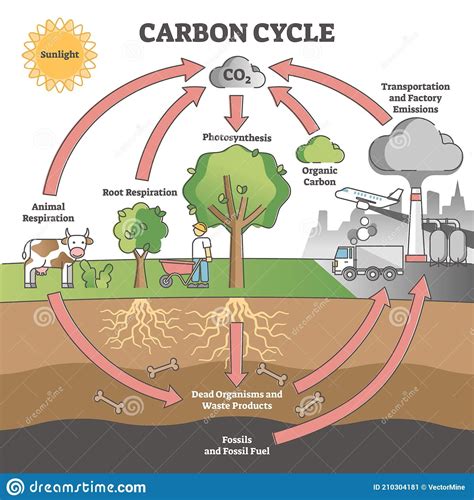 Carbon Dioxide Cycle, Carbon Cycle, Science Lessons, Teaching Science, Science Projects, Earth ...