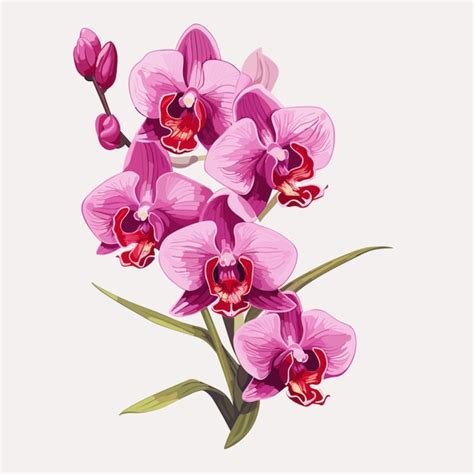 Premium Vector | Orchid vector on white background