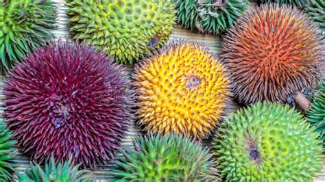 Different Variety Of Durian Fruit That Can Be Found In Borneo ...