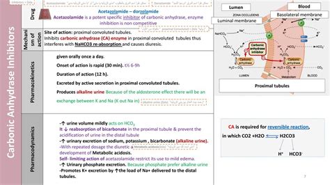 Diuretics OBJECTIVES: Define and classify diuretics. - ppt download