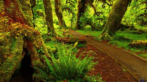 Hoh Rainforest Wallpaper - WallpaperSafari