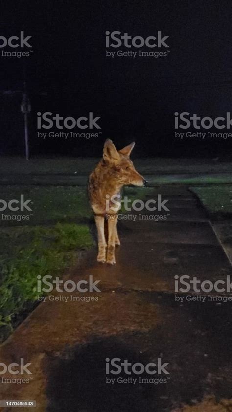 Coyote At Night Stock Photo - Download Image Now - Animal, Animal Body ...