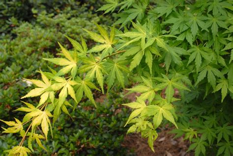 Acer palmatum (Japanese Maple, Japanese Maple Cultivars) | North ...