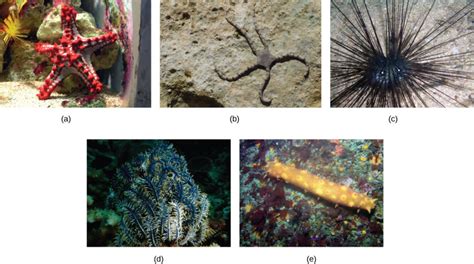 Phylum Echinodermata | Biology for Majors II