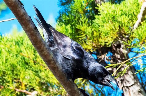 Birds of Cuba – An Internet Field Guide to Rare Cuban Birds