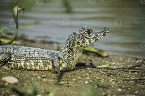 Broad snouted caiman,Caiman latirostris baby, Pantanal, Mato Grosso, Brazil. 27610546 Stock ...