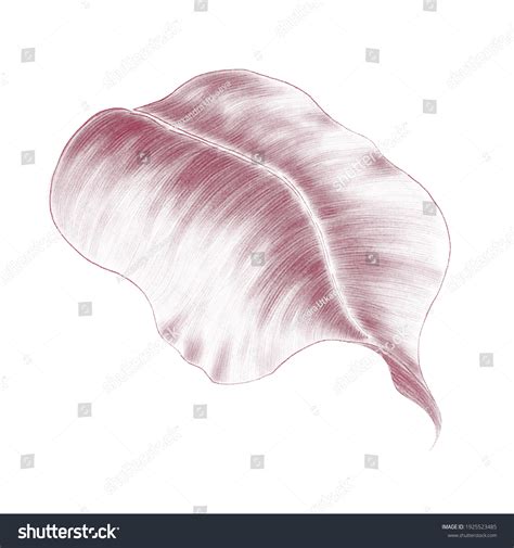 Leaf Side View Linear Drawing Stock Illustration 1925523485 | Shutterstock