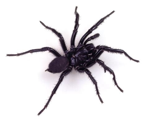 Sydney Funnel-web Spider - The Australian Museum